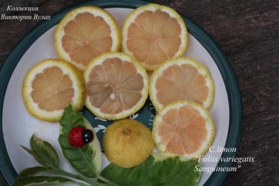 C.limon Foliis variegatis Sanguineu
